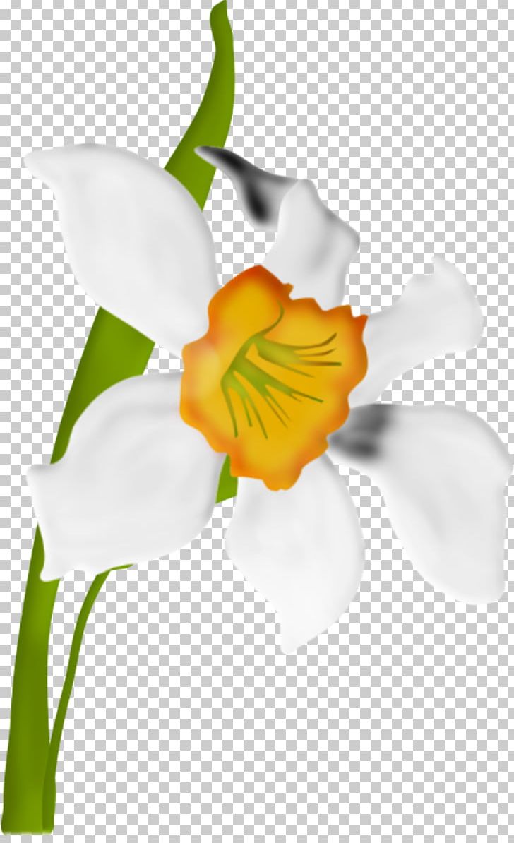 Cut Flowers PNG, Clipart, Arum, Blume, Blumen, Clip Art, Cut Flowers Free PNG Download