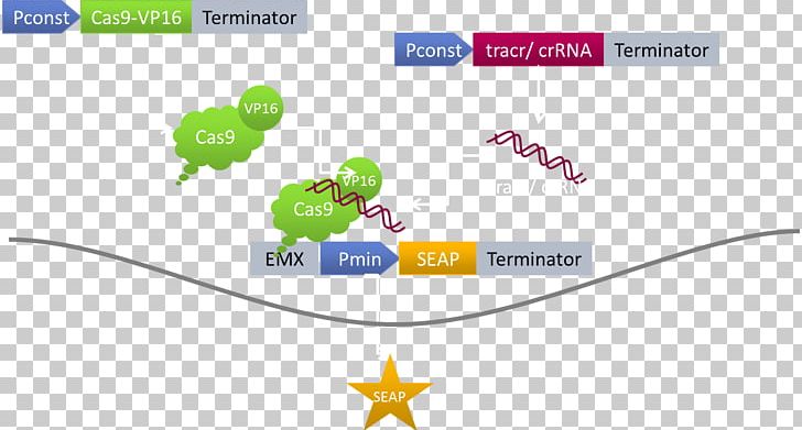 DCas9 Activation System Herpes Simplex Virus Protein Vmw65 CRISPR PNG, Clipart, Area, Brand, Cas9, Chromatin, Communication Free PNG Download