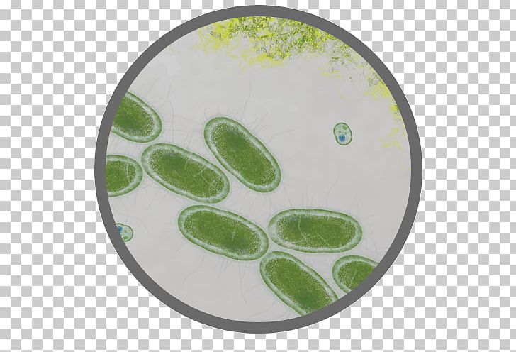E. Coli Bacteria Proteomics Salmonella Food Poisoning PNG, Clipart, Bacteria, Biological Engineering, Chipotle, E Coli, Escherichia Free PNG Download