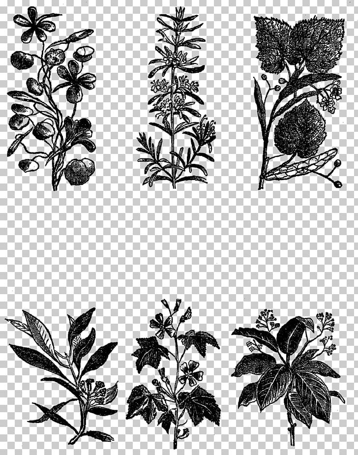 Black And White Monochrome Photography Visual Arts PNG, Clipart, Art, Black And White, Branch, Flora, Flower Free PNG Download