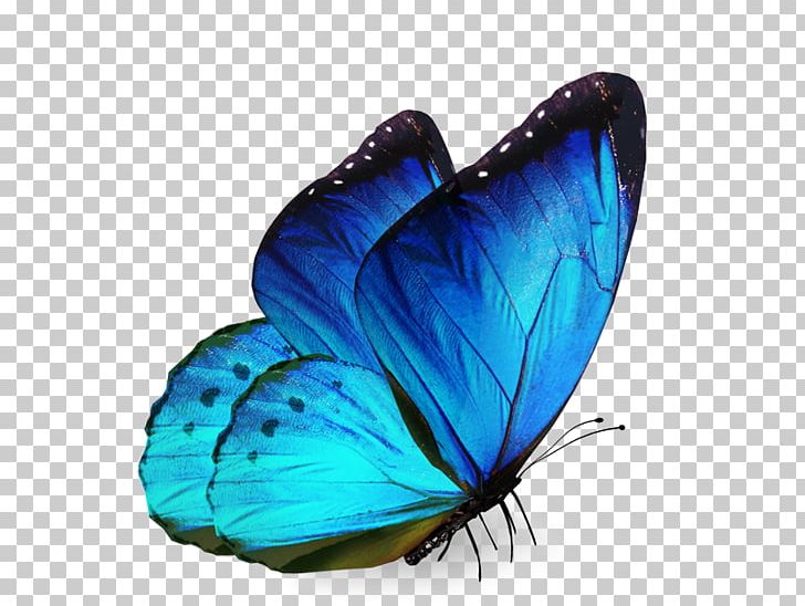 Butterfly Stock Photography Insect PNG, Clipart, Arthropod, Blue, Blue Butterfly, Butterflies And Moths, Butterfly Free PNG Download