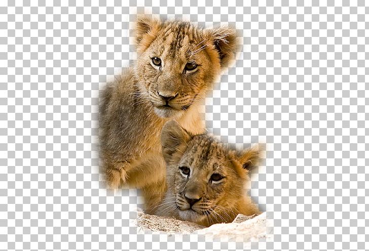 East African Lion Tiger Animal Whiskers Wildlife PNG, Clipart, Advertising, Animal, Animals, Big Cats, Carnivoran Free PNG Download
