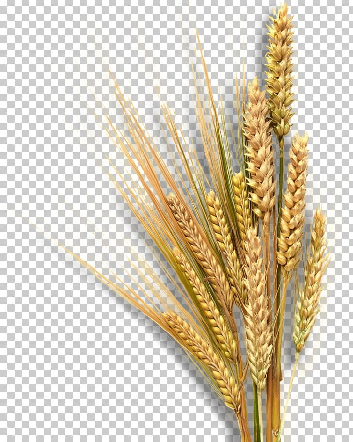 Emmer Landscape Equita Ranch Sprouted Wheat Nature PNG, Clipart, Cereal, Cereal Germ, Commodity, Emmer, Food Grain Free PNG Download