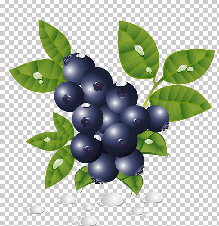 Blueberry PNG, Clipart, Art, Berry, Bilberry, Blueberry, Blueberry Tea Free PNG Download
