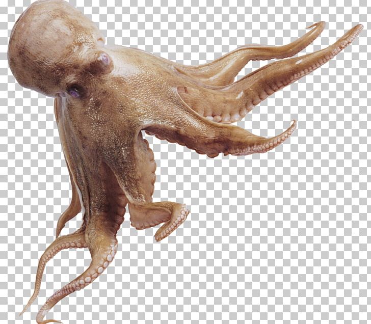 Caribbean Reef Octopus Squid Octopodidae California Two-spot Octopus PNG, Clipart, Amphioctopus Marginatus, Animal, California Twospot Octopus, Marine Invertebrates, Miscellaneous Free PNG Download