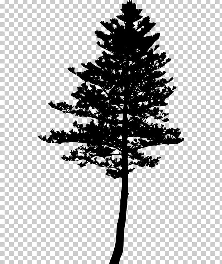 Fir Pine Larch Tree Silhouette PNG, Clipart, Black And White, Blue Spruce, Branch, Christmas Decoration, Christmas Tree Free PNG Download