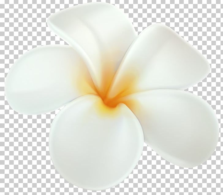 Hawaii Frangipani Flower Portable Network Graphics PNG, Clipart, Aloha, Drawing, Flower, Flower Clipart, Frangipani Free PNG Download