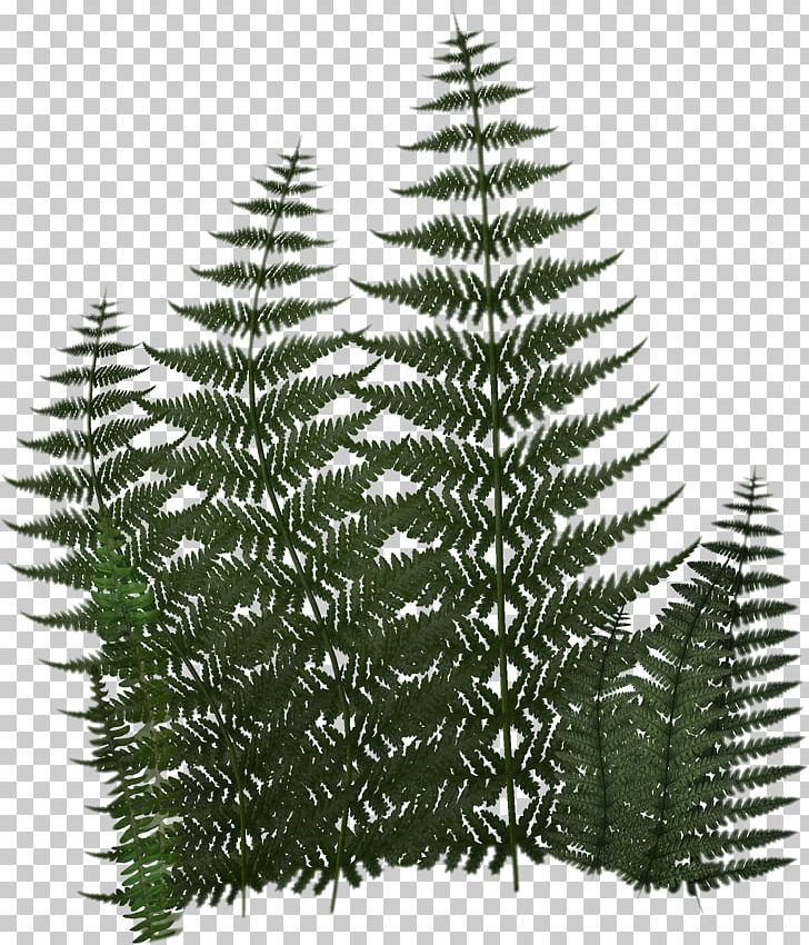 Vascular Plant Fern Digital PNG, Clipart, Christmas Tree, Conifer, Conifers, Digital Image, Drawing Free PNG Download