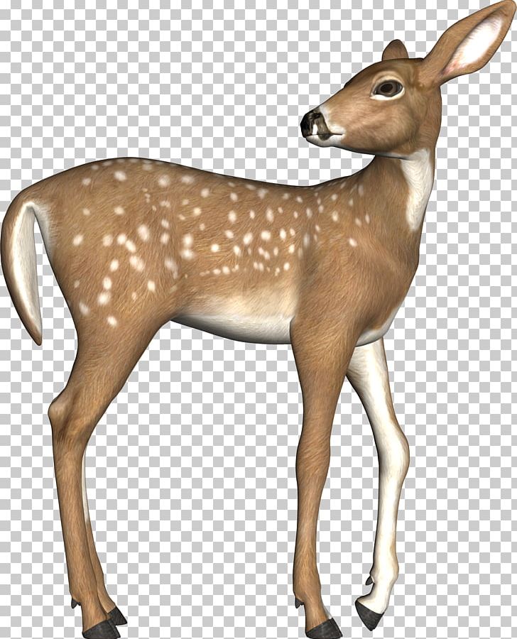 White-tailed Deer Elk Red Deer PNG, Clipart, Adobe Illustrator, Albom, Animals, Antelope, Antler Free PNG Download