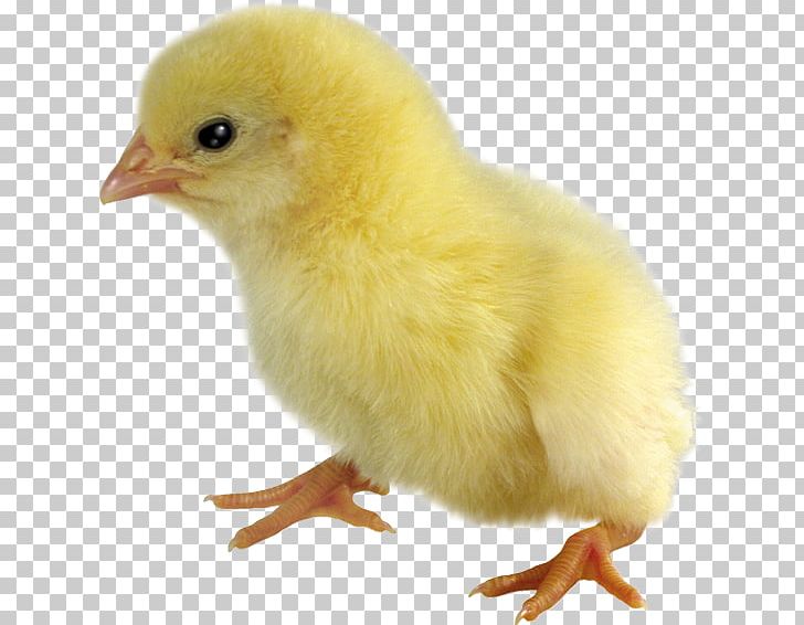 Chicken Poultry Desktop Broiler PNG, Clipart, Animals, Avatar, Beak, Bird, Broiler Free PNG Download