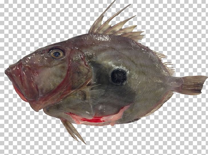 Cod Grouper Red Mullet Fish Common Dentex PNG, Clipart, Angler Fish, Animal Source Foods, Bony Fish, Cod, Common Dentex Free PNG Download