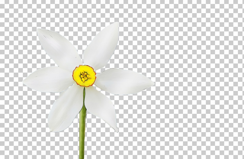 White Flower Petal Wheel Narcissus PNG, Clipart, Amaryllis Family, Automotive Wheel System, Auto Part, Flower, Flowers Free PNG Download