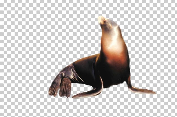 California Sea Lion Stock Photography PNG, Clipart, Animal, Animals, California Sea Lion, Deviantart, Fauna Free PNG Download