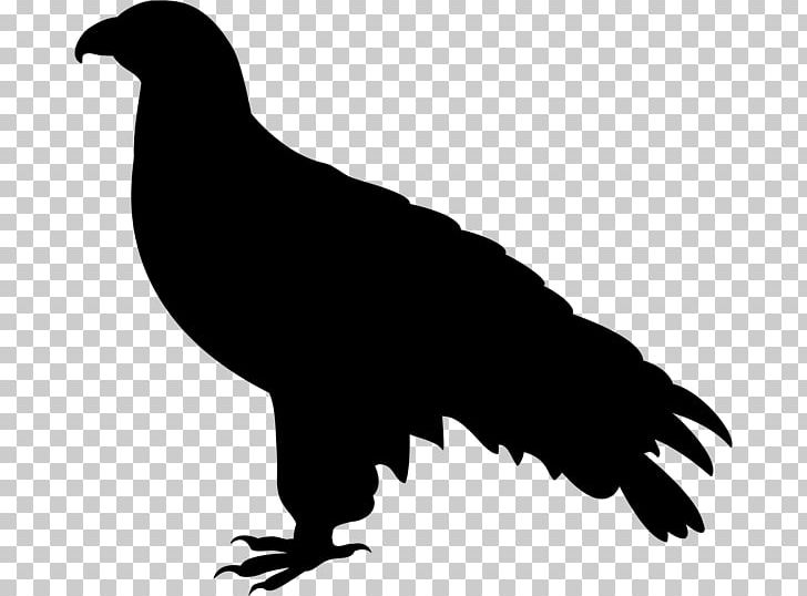 Falcon PNG, Clipart, Animals, Art, Artwork, Beak, Bird Free PNG Download
