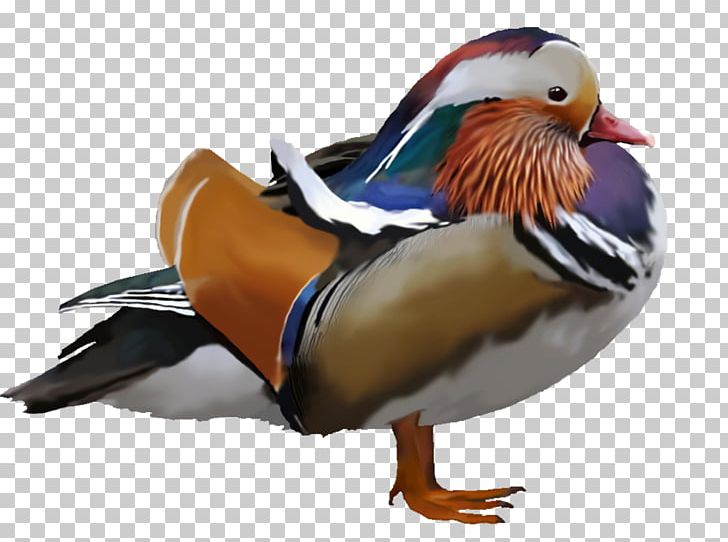 Mandarin Duck Water Bird Anatidae PNG, Clipart, Anatidae, Animal, Animals, Anseriformes, Beak Free PNG Download
