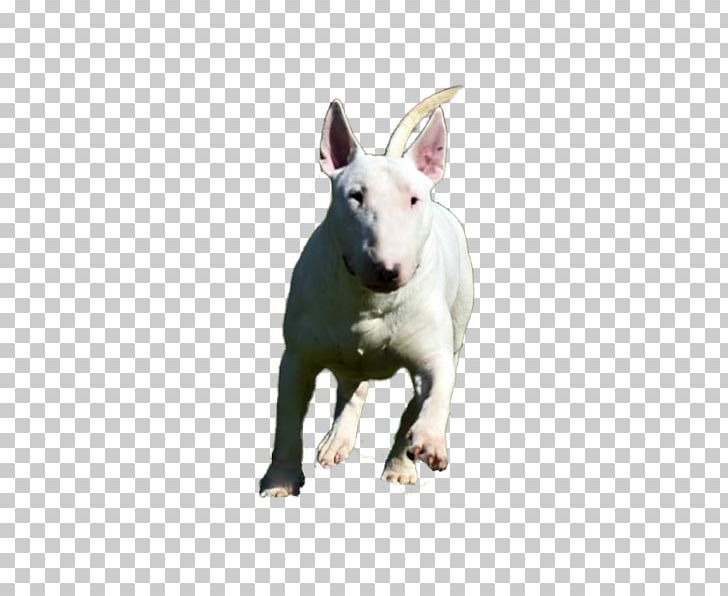 Miniature Bull Terrier Bull And Terrier Old English Terrier English White Terrier PNG, Clipart, Breed, Bull, Bull And Terrier, Bull Terrier, Bull Terrier Miniature Free PNG Download