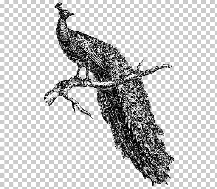 Beak Feather Fauna Peafowl PNG, Clipart, Beak, Bird, Black And White, Educational, Fauna Free PNG Download