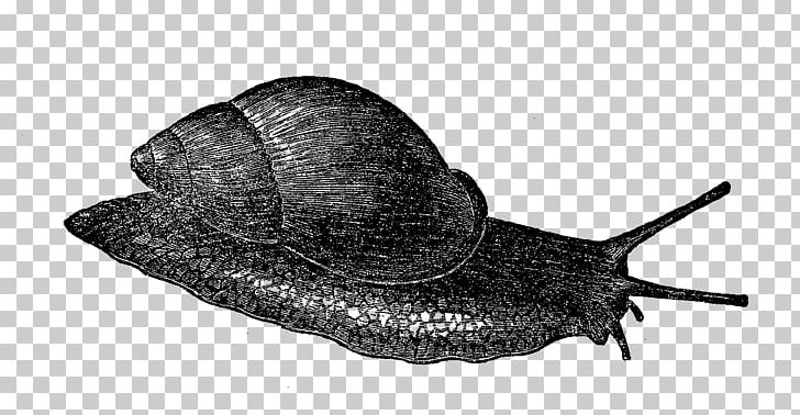 Sea Snail Slug Gastropods Terrestrial Animal PNG, Clipart, Animal, Animals, Black And White, Gastropods, Invertebrate Free PNG Download