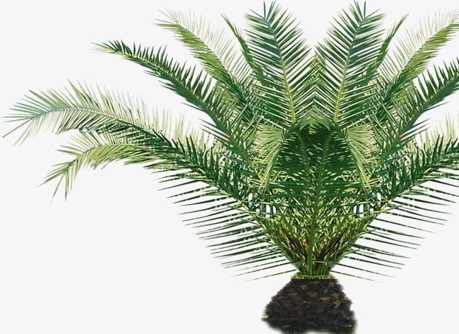Tree PNG, Clipart, Potted, Tree, Tree Clipart Free PNG Download