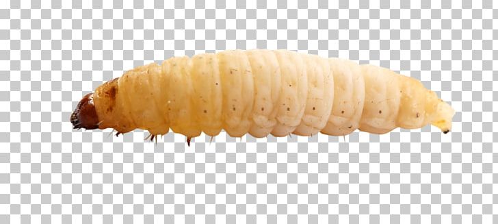 Waxworm Corn On The Cob Reptile Turtle Larva PNG, Clipart, Bird, Cockroach, Corn On The Cob, Din Insekt Butik, Fish Free PNG Download