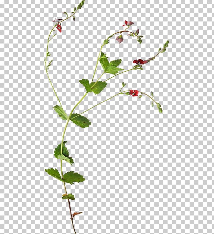 Flower Plant Botany Vine PNG, Clipart, Botanical Illustration, Branch, Bud, Drawing, Flora Free PNG Download