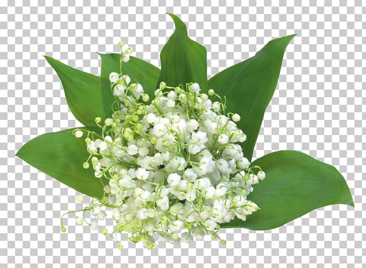Lily Of The Valley Flower PNG, Clipart, Cut Flowers, Download, Encapsulated Postscript, Fleur Blanche, Floral Design Free PNG Download