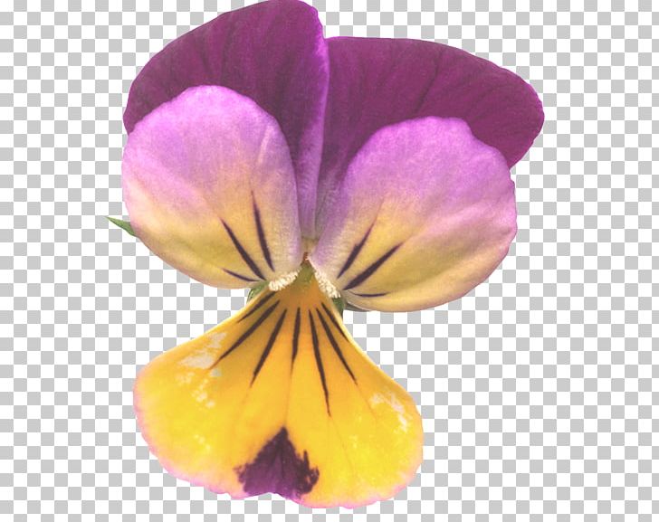 Pansy Taken Over Violet Petal Close-up PNG, Clipart, Closeup, Flower, Flowering Plant, Magenta, Nature Free PNG Download