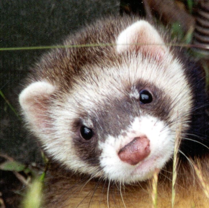 Polecat-ferret Hybrid Dog Pet Veterinarian PNG, Clipart, Animals, Blackfooted Ferret, Cuteness, Dog, European Polecat Free PNG Download