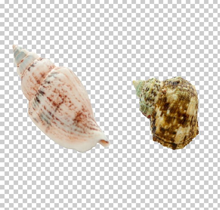 Sea Snail Seashell Conch Euclidean PNG, Clipart, Cartoon Conch, Clams Oysters Mussels And Scallops, Cockle, Conch, Conch Blowing Free PNG Download