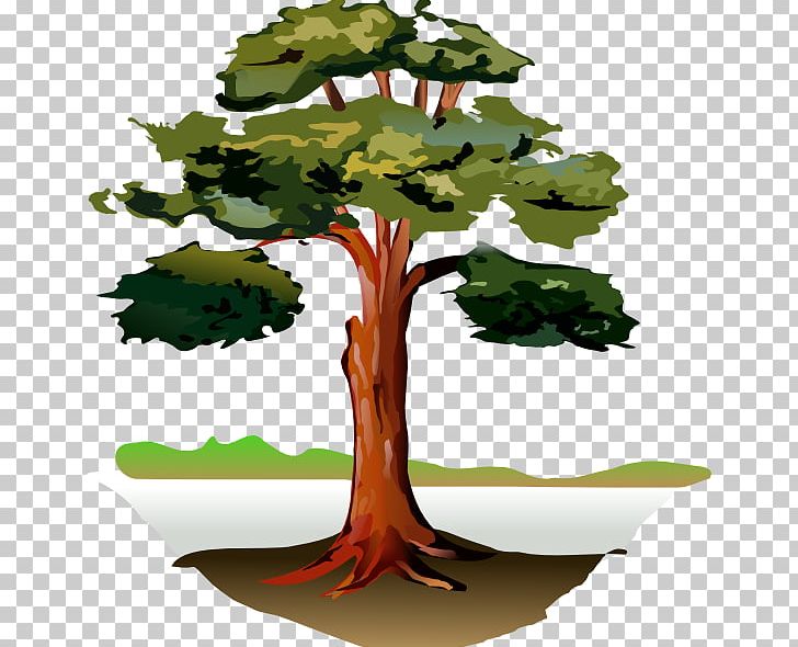 Southern Live Oak Gum Trees PNG, Clipart, Arecaceae, Branch, Clip Art, Eucalyptus, Flowerpot Free PNG Download