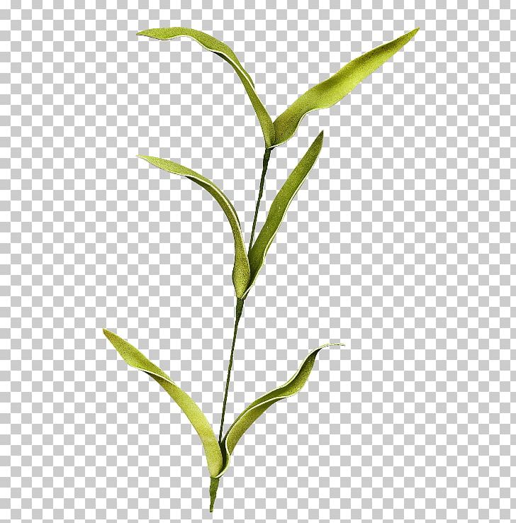 Leaf Plant Stem Branch PNG, Clipart, Branch, Commodity, Flower, Grass, Grasses Free PNG Download
