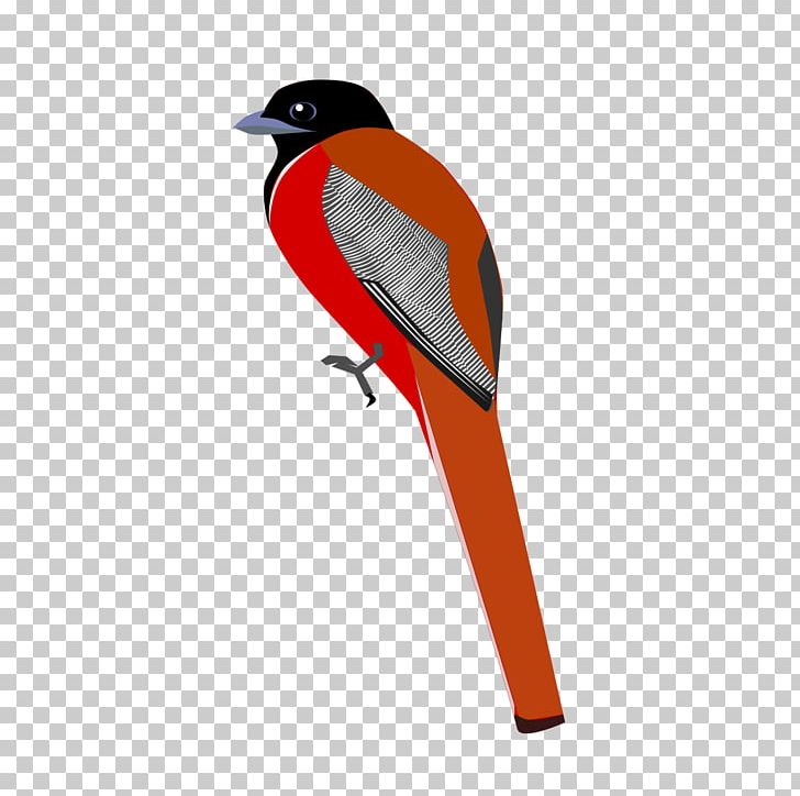 Bird Malabar Trogon PNG, Clipart, Animal, Animals, Beak, Bird, Finch Free PNG Download