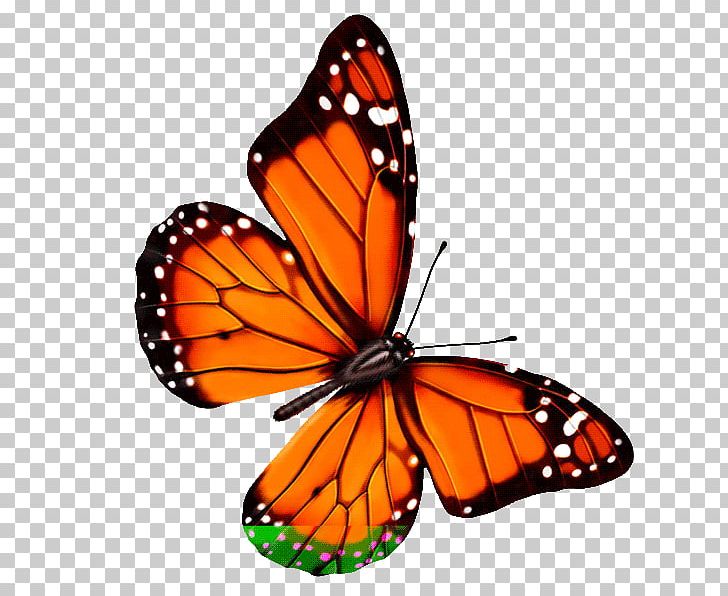 Butterfly Insect PNG, Clipart, Adobe Flash, Brush Footed Butterfly, Color, Ink, Insect Free PNG Download