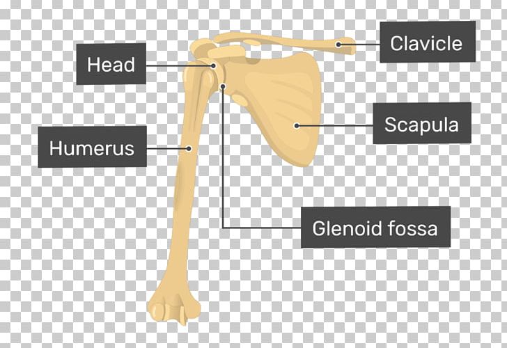 Humerus Shoulder Glenoid Cavity Scapula Radius PNG, Clipart, Anatomy, Angle, Arm, Block Diagram, Bone Free PNG Download
