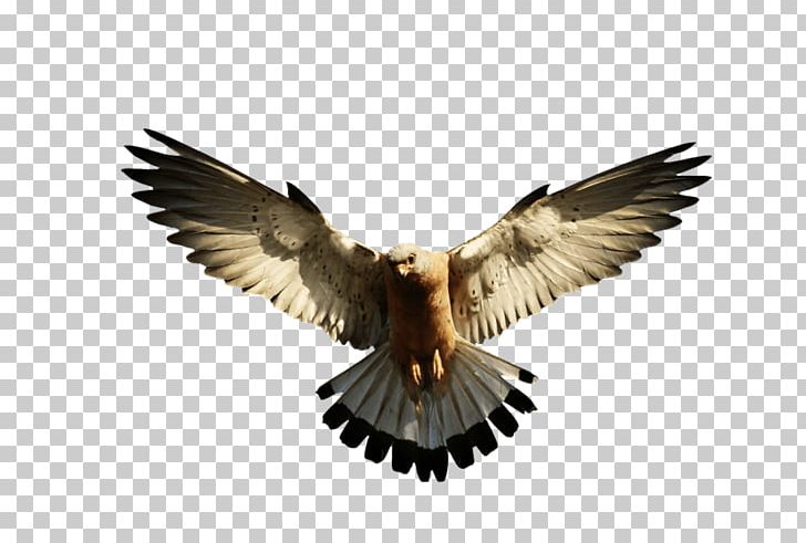 Falcon PNG, Clipart, Accipitriformes, Adorable, Amor, Animals, Beak Free PNG Download
