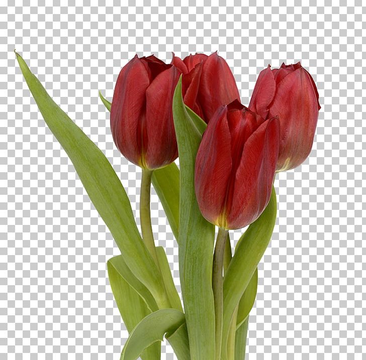 Flower Tulip Stock.xchng Red Leaf PNG, Clipart, Cut Flowers, Floral Design, Floristry, Flowering Plant, Flowers Free PNG Download
