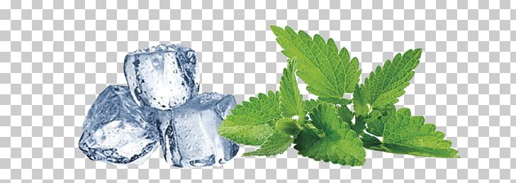 Peppermint Mint Julep Herb Tea Mentha Spicata PNG, Clipart, Artwork, Drawing, Drink, Essential Oil, Fictional Character Free PNG Download