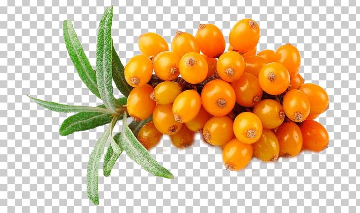 Sea Buckthorn Oil Seaberry Skin Care PNG, Clipart, Avocado Oil, Babassu Oil, Berry, Dermatitis, Extract Free PNG Download