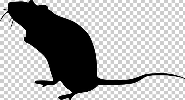 Whiskers Cat Bel Ami Muroids PNG, Clipart, Animals, Artwork, Beak, Bel Ami, Black Free PNG Download