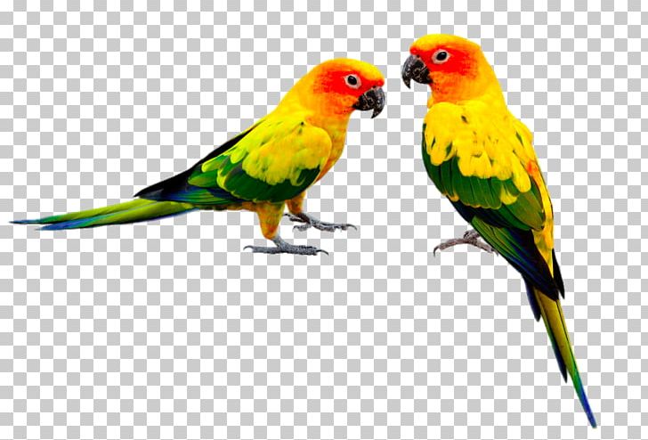 Bird Feeders Parrot Budgerigar Cockatiel PNG, Clipart, Animals, Bird, Birdcage, Birds, Cage Free PNG Download