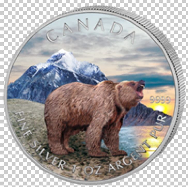 California Grizzly Bear Canada PNG, Clipart, Animal, Animals, Bear, Brown Bear, California Free PNG Download