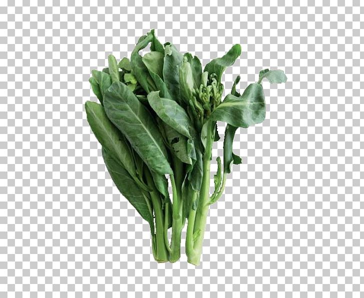 Chinese Broccoli Romaine Lettuce Vegetable Collard Greens Spring Greens PNG, Clipart, Bamboo Shoot, Brassica Juncea, Chard, Choy Sum, Fall Leaves Free PNG Download