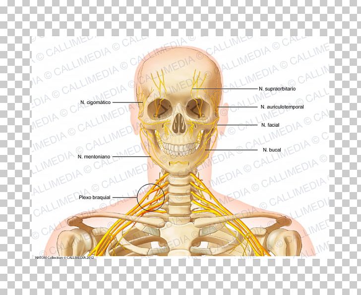 Head And Neck Anatomy Head And Neck Anatomy Bone Human Skeleton PNG, Clipart, Anatomy, Bone, Ear, Face, Fantasy Free PNG Download
