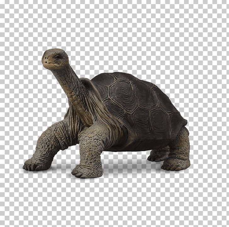 Pinta Island Tortoise Turtle Galápagos Islands Lonesome George PNG, Clipart, Animal, Animal Figure, Animals, Fauna, Figurine Free PNG Download