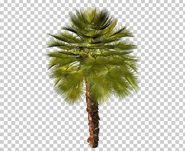 Asian Palmyra Palm Arecaceae Attalea Speciosa Stock Photography PNG, Clipart, African Oil Palm, Arecales, Areca Nut, Attalea, Borassus Free PNG Download