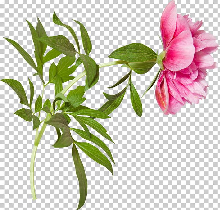 Flower Peony PNG, Clipart, Branch, Cut Flowers, Floral Design, Flower, Flower Branch Free PNG Download