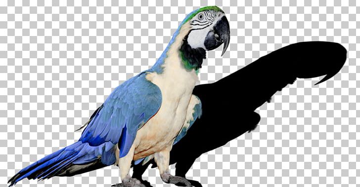 Parrot Bird Budgerigar Cockatiel Parakeet PNG, Clipart, Animal Figure, Beak, Bird, Birdcage, Bird Nest Free PNG Download