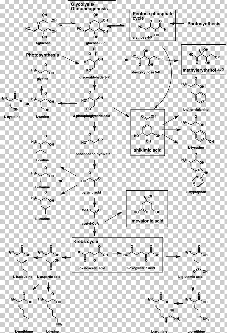 Secondary Metabolite Biosynthesis Organism Natural Product PNG, Clipart, Amino Acid, Angle, Area, Biosynthesis, Black And White Free PNG Download
