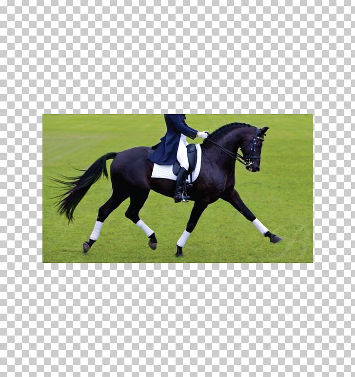 Thoroughbred Dressage Saddle Equestrian Bates Australia PNG, Clipart, Dressage, Grass, Horse, Horse Tack, Mane Free PNG Download