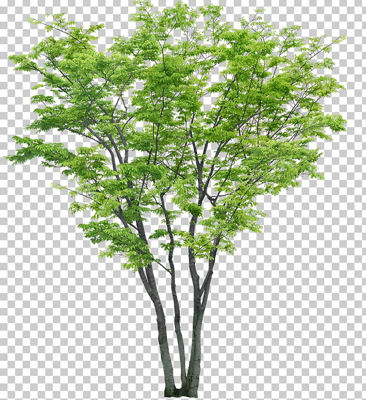 Tree Shrub Woody Plant PNG, Clipart, American Sycamore, Branch, Digital Image, Nature, Oak Free PNG Download